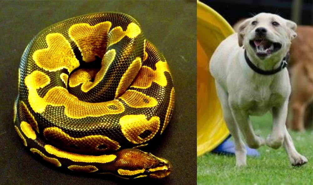 python and dog